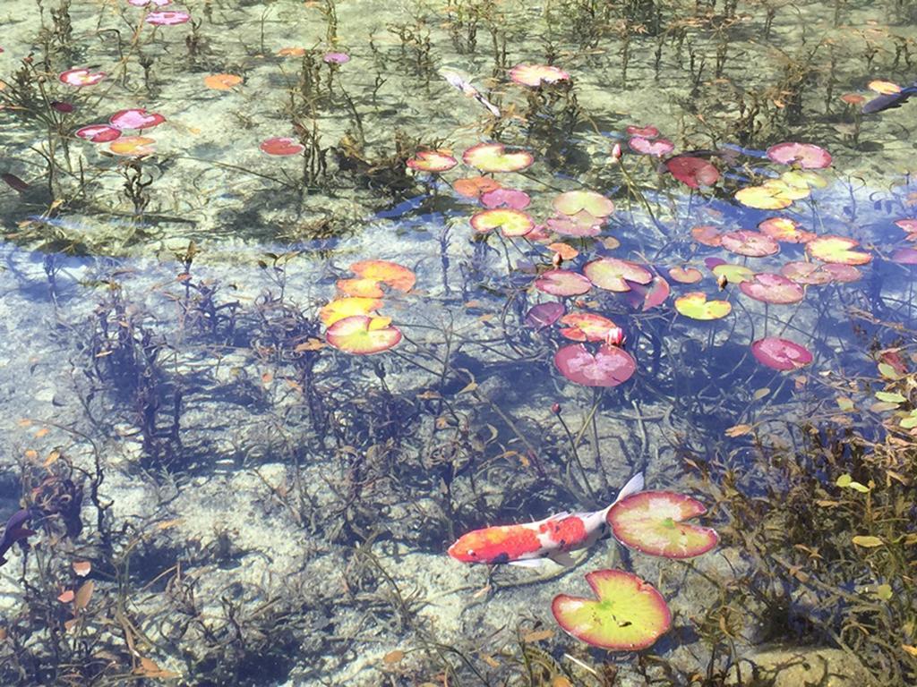 Miyako Hotel Gifu Nagaragawa Eksteriør bilde Water lily